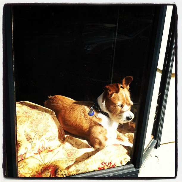 Another #Savannah window dog (Taken with instagram)