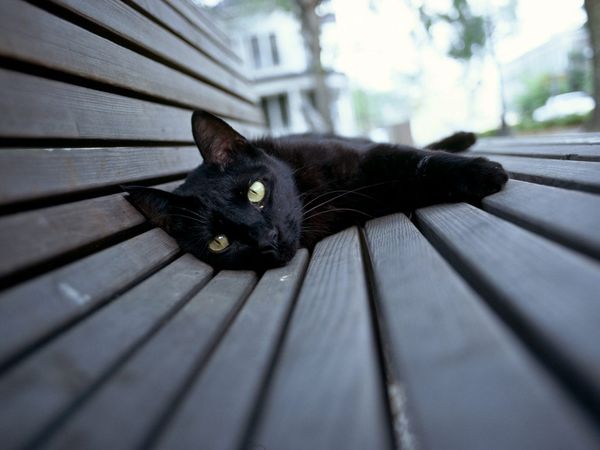 black-cat-eerie_5827_600x450
