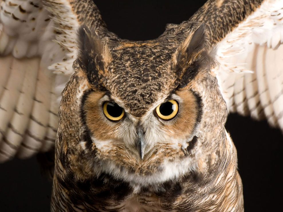 great-horned-owl_773_990x742
