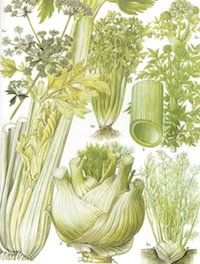 celery-botanical-drawing