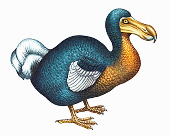 extinct_animals_dodo_bird2